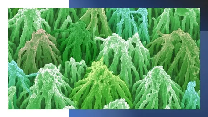 Enhanced field emission of CNT forests using ALD